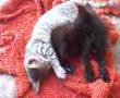 videos de Michina y Culin!!!