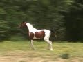 Pinto Arabian Filly Pinto Arabian Filly