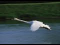 para onde vão as aves para onde vão as aves