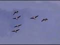 para onde vão as aves