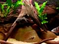 Ellioti, Multisponsa & Ancistrus