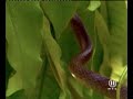 snake vs geko vs snake