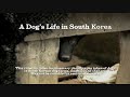 Dog Killing in South Korea