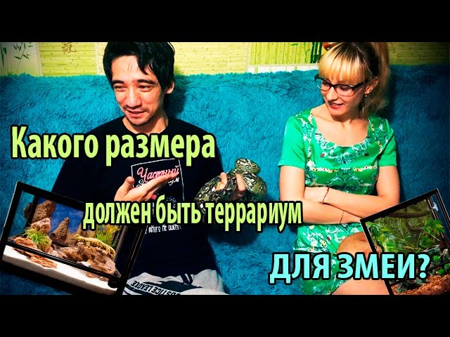 О размерах террариума для змеи