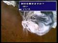 K-E-M-O-N-O 片翼のインコ