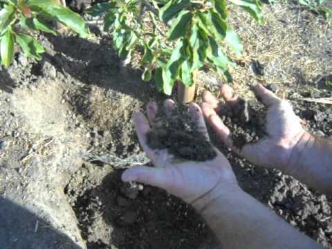 how to fertilize your avocado tree