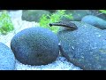 Some of My Aquarium Inhabitants