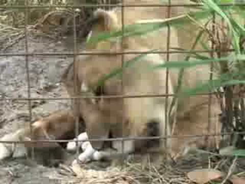 tigon