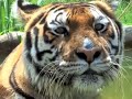 Lions Tigers - Joseph's Pride update