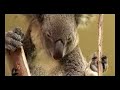 Cairns Kuranda SkyRail Railway Cairns Kuranda SkyRail Railway