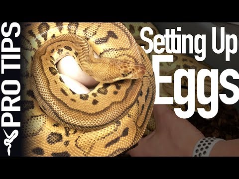 YouTube reptile video