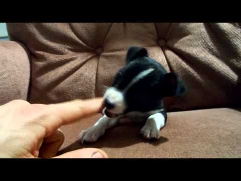 A Short video of Sparky