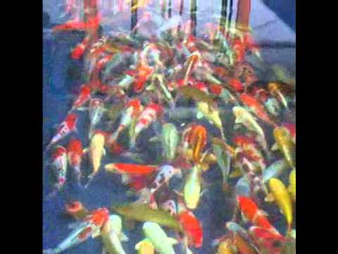 Madankoi A 8-10.wmv