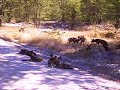 Wild Dogs - Moremi Game Reserve, Botswana