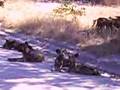 Wild Dogs - Moremi Game Reserve, Botswana