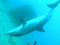 Marco the Dolphin