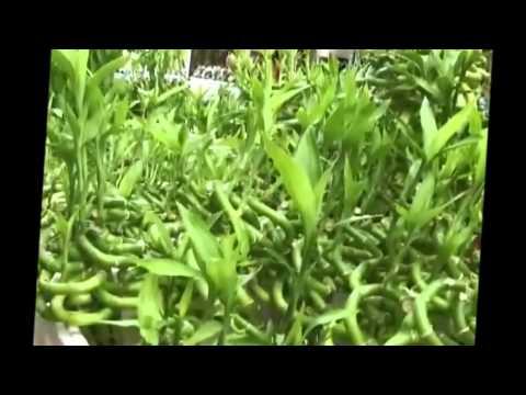 how to trim and replant lucky bamboo