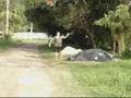 videos de 1ª GM é nozes