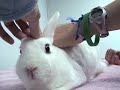 Bunny Acupuncture