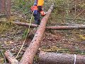 tree felling tree felling