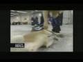 Austin Dog Rescue on KXAN, Paws in Prison Program