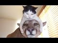The funniest and most hilarious ANIMAL videos #1 - Funny animal compilation - Watch & laugh! The funniest and most hilarious ANIMAL videos #1 - Funny animal compilation - Watch & laugh!