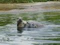 Zeehonden Dierenrijk Nuenen