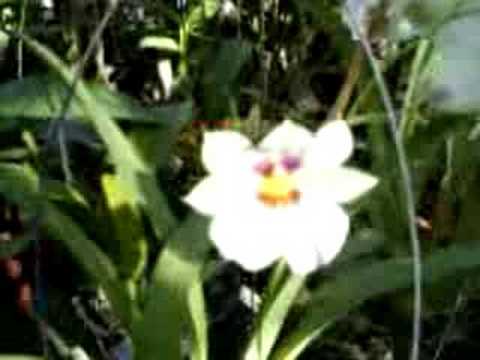 vendemos especies de orquideas (62)81690744