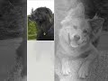 l'abbandono e' un reato:denuncialo!!!
l'80% dei cani abbandonati muoiono!!!
