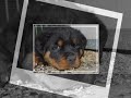 l'abbandono e' un reato:denuncialo!!!
l'80% dei cani abbandonati muoiono!!!
