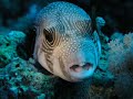 Club-de-Buceo-Amphib