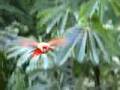 Manu National Park Ver Video