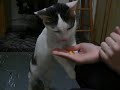 Ravic - Cat eating corn Ravic - Cat eating corn