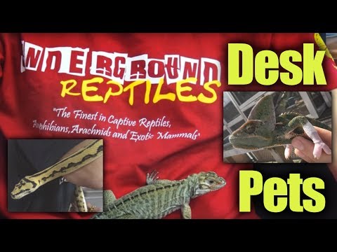 YouTube reptile video