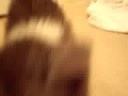 ネコじゃらし大好き　スコティッシュホールド君