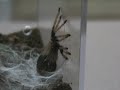 Twitch Molting