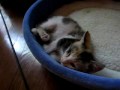 Catrina Penuche - Getting Sleepy Part 2