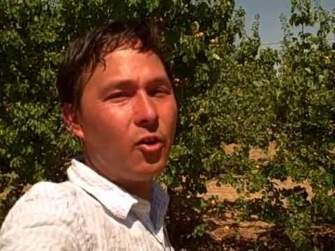 how to harvest apricots