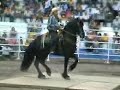 concurso de caballo bailador en la candelaria concurso de caballo bailador en la candelaria