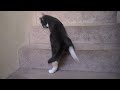 Funny Kitty Cat Plays on Stairs
