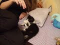 Peter (the cat) likes shinies