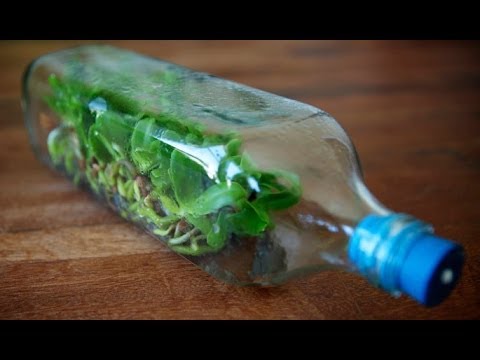 how to plant a baby orchid