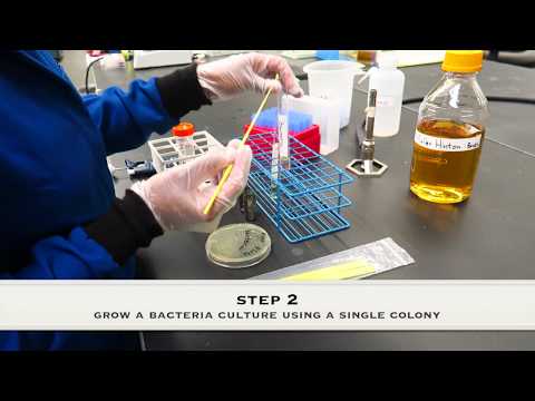 video-linktoworks-Determination of the Minimum Inhibitory Concentration...