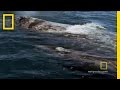 Killer Whales vs. Gray Whales