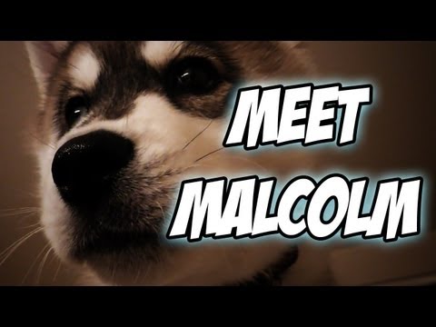 malcolm - Leave a like if yah feel like it, it helps out and makes me happy ;D http://www.youtube.com/subscription_center?add_user=gassymexican I know many of you guys...