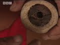 How to make a Blowpipe - Ray Mears World of Survival - BBC