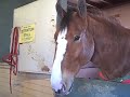 Budweiser Clydesdales in the barns at Santa Anita