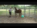 Habitat for Horses presents Diamond part 2