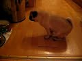 Mops beim Fressen Mops beim Fressen