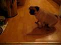 Mops beim Fressen